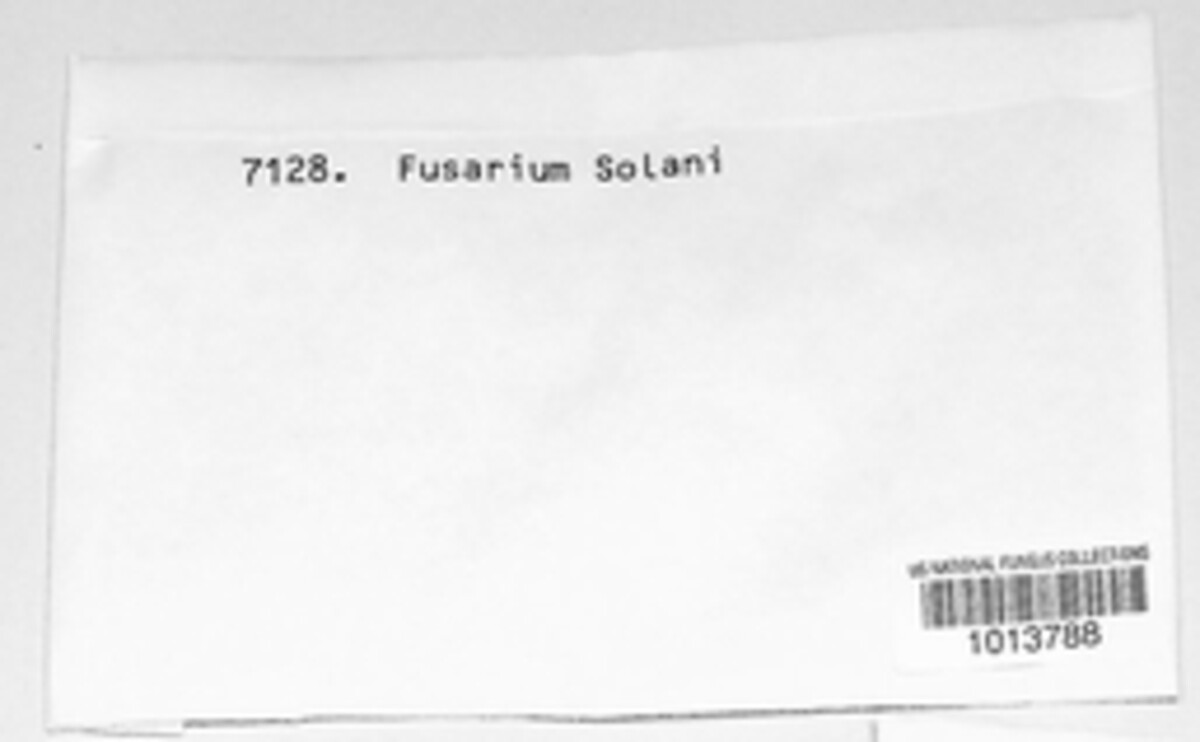 Fusarium solani image
